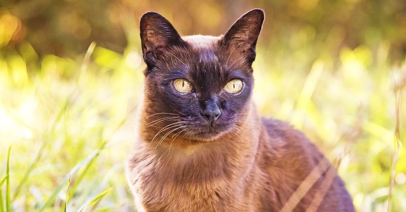 Burmese