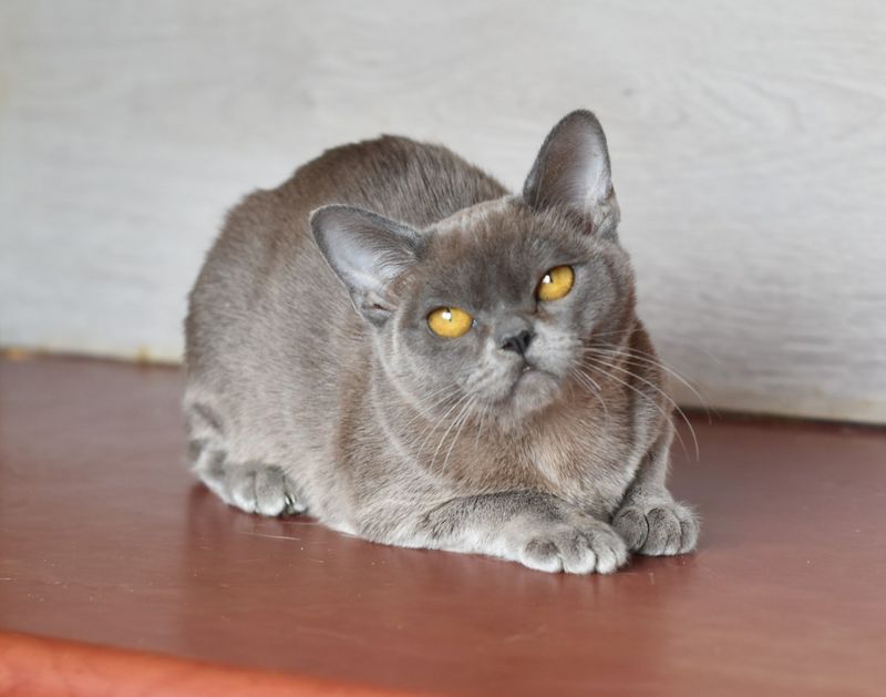 Burmese Blue