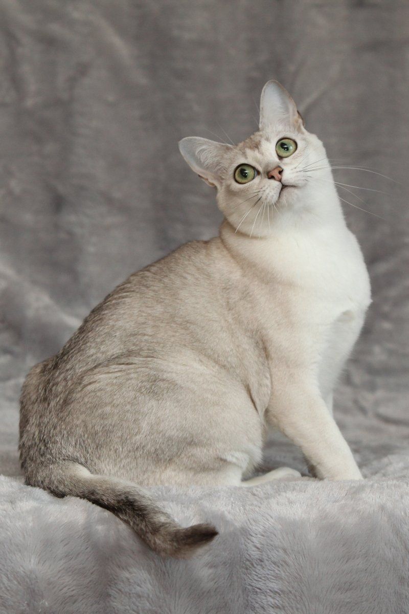 Burmilla