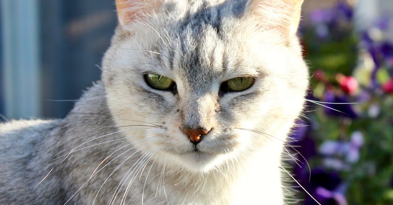Burmilla