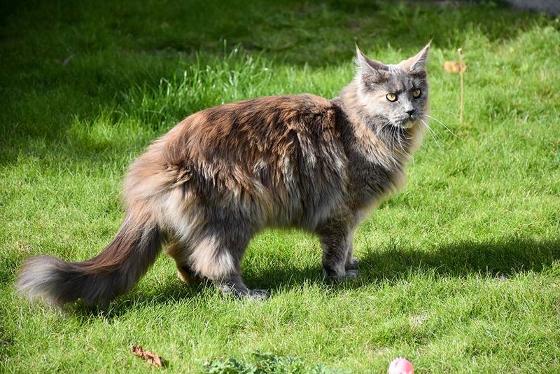 Bushy Tails That Tell Stories