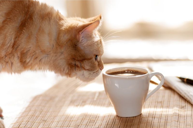 Caffeine: Dangerous Stimulant