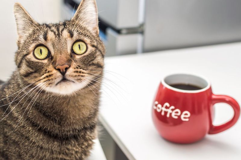 Caffeine – Heart-Racing Danger