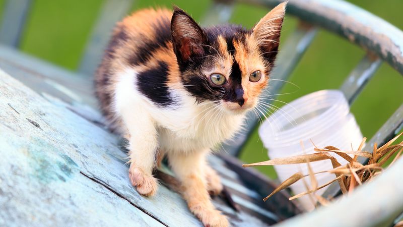 Calico