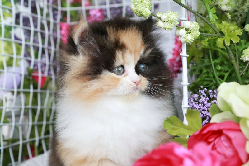 Calico Persian: Walking Canvas of Colors
