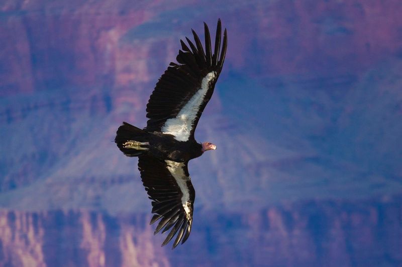 California Condor