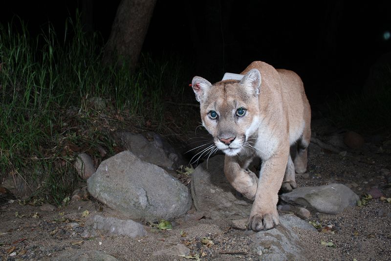 California Mountain Lion