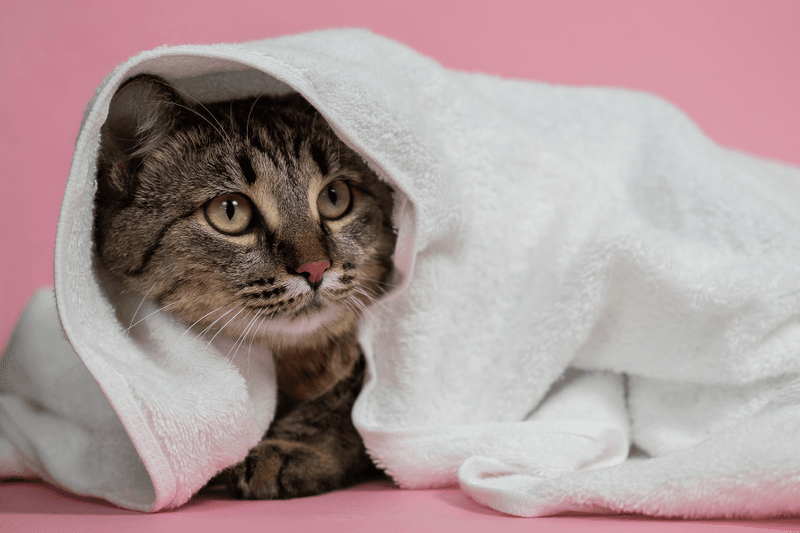 Calm Handling During Stressful Times