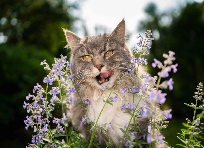 Calming Herbs and Plants