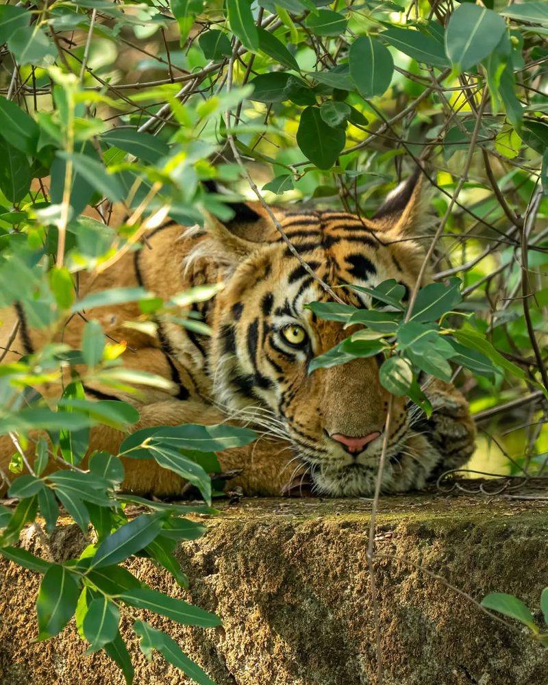 Camouflage Mastery