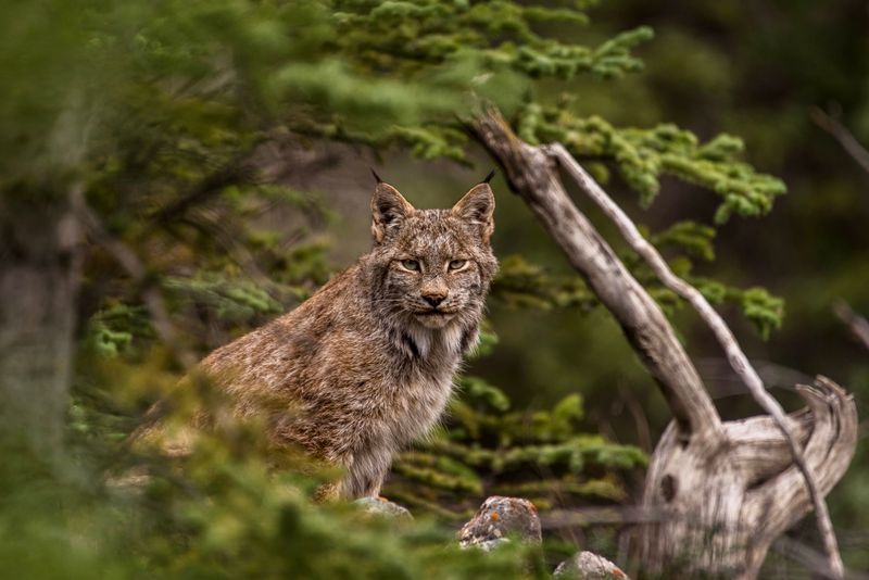 Canada Lynx
