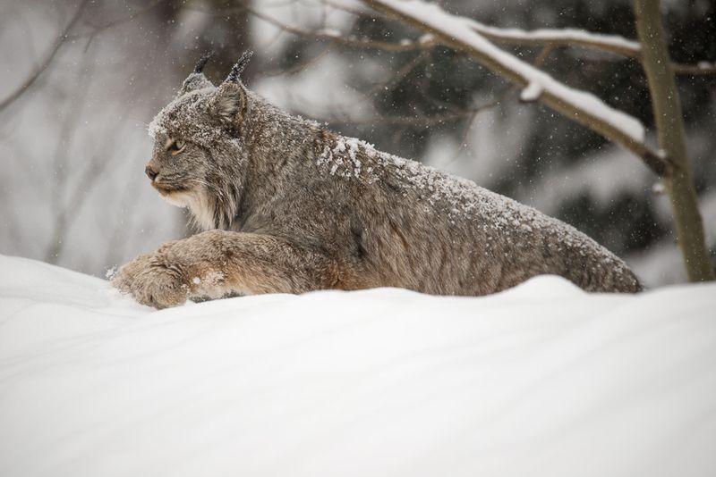 Canada Lynx