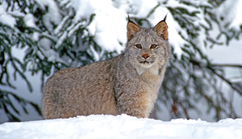 Canada Lynx (Lynx canadensis)