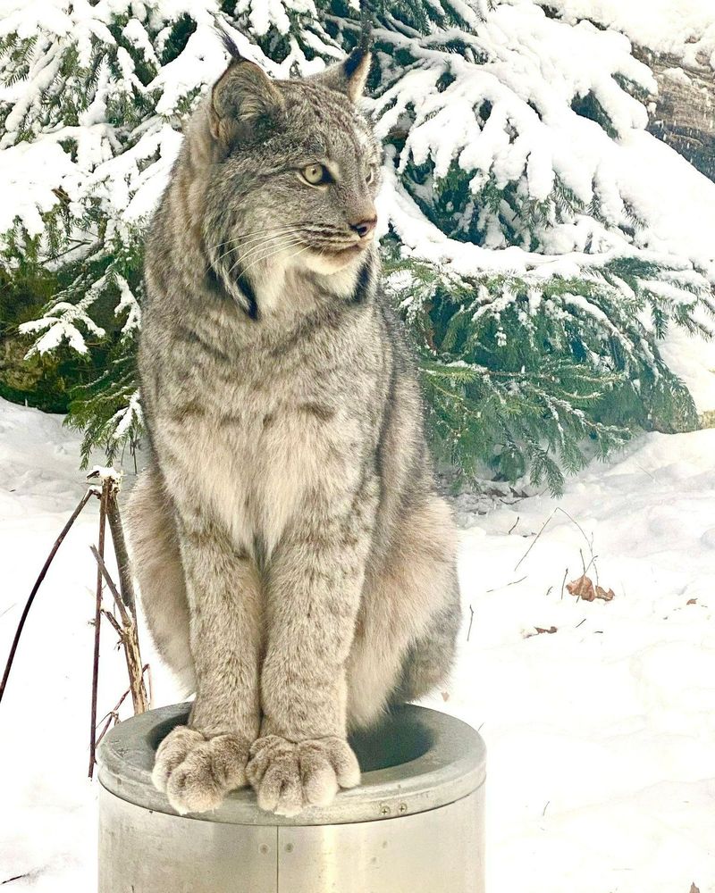 Canada Lynx