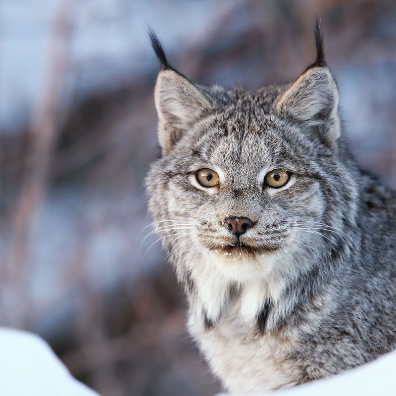 Canadian Lynx (Lynx canadensis)