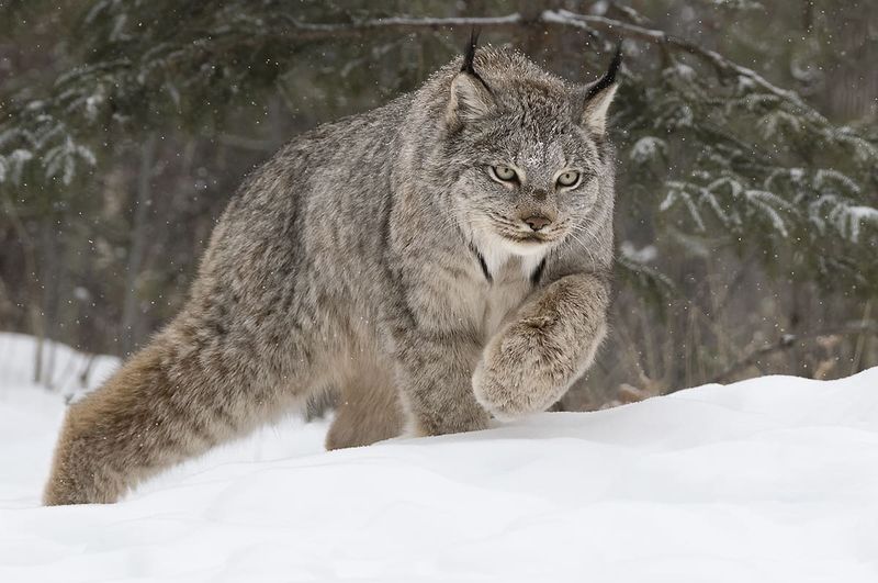 Canadian Lynx