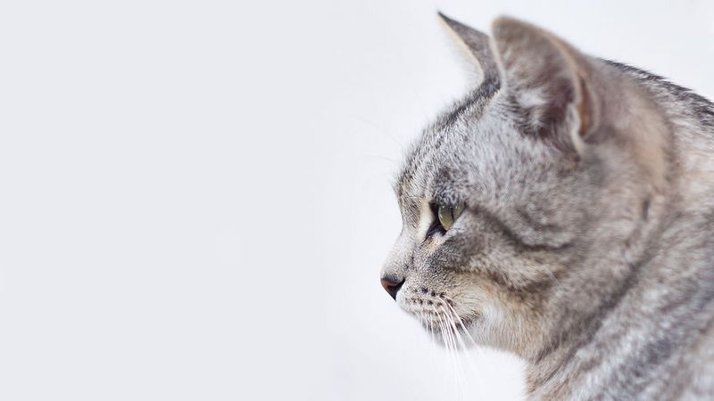 Cancer Cats (June 21-July 22): The Sensitive Souls