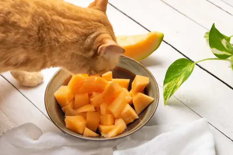 Cantaloupe Chunks