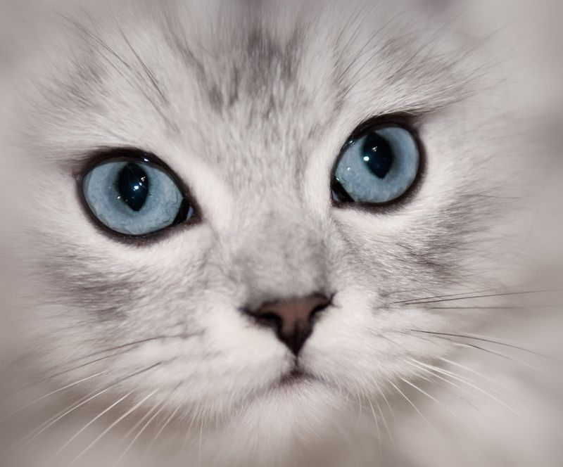 Captivating Gaze: The Mesmerizing Eyes of Persian Cats