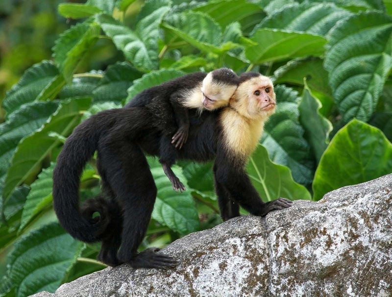 Capuchin Monkeys Share Parenting Duties