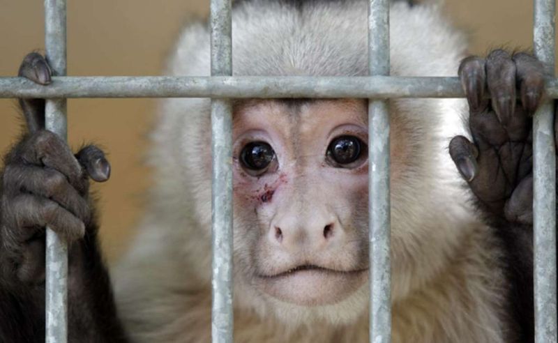 Capuchin Monkeys