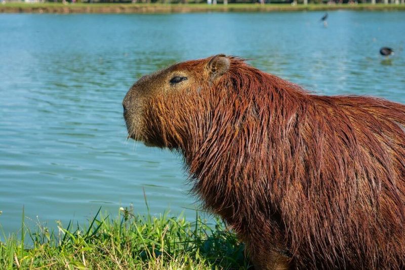 Capybaras