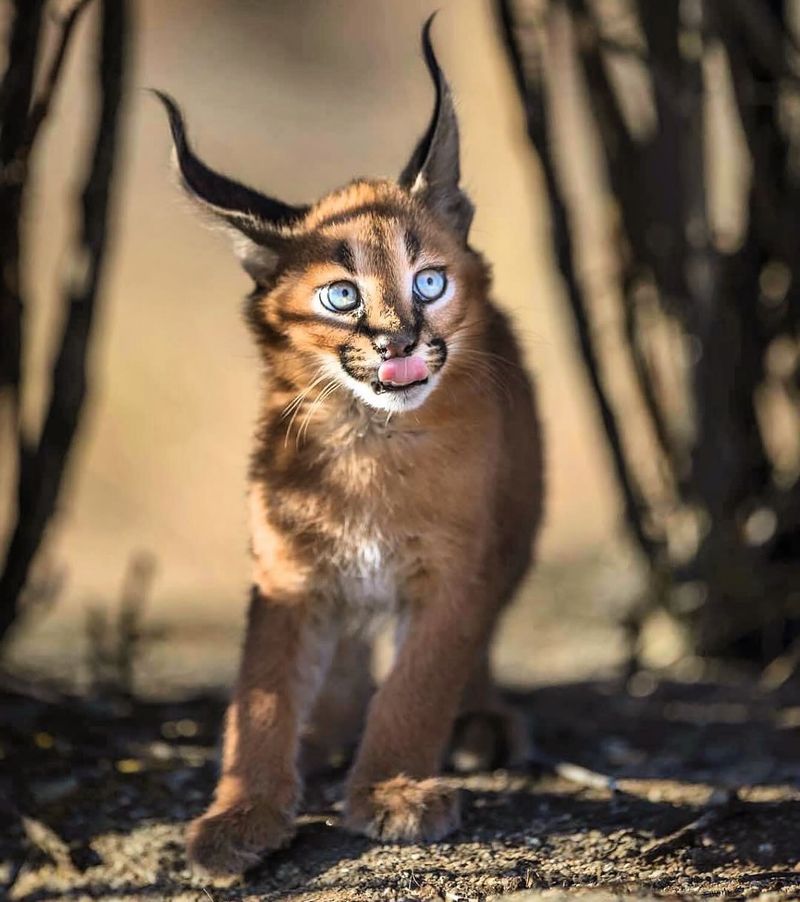 Caracal