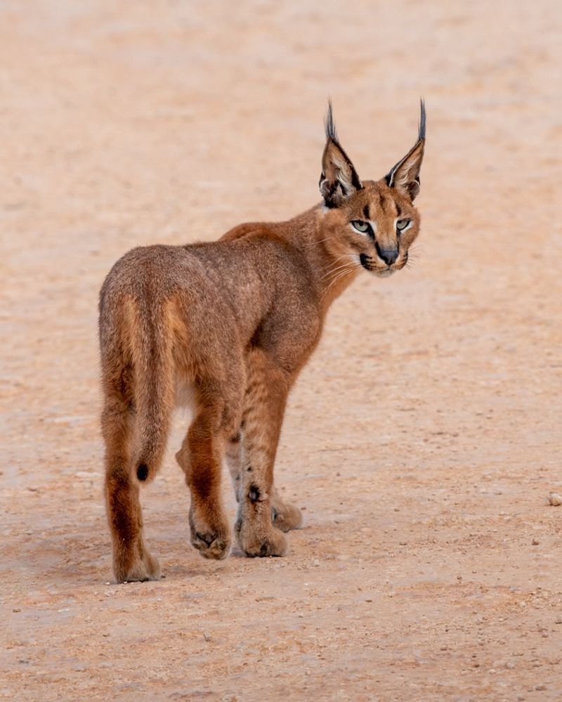 Caracal