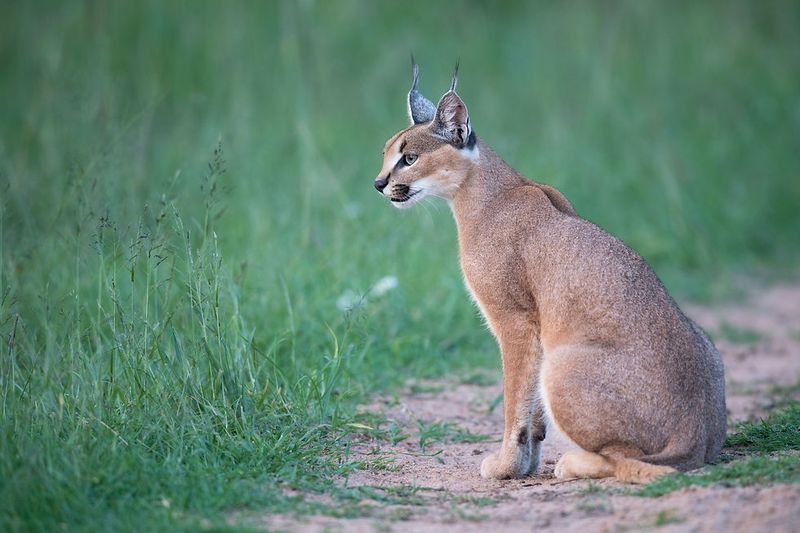 Caracal