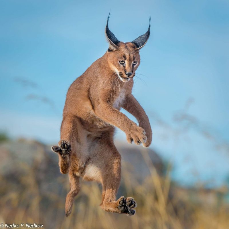 Caracal