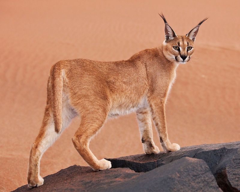 Caracal (Caracal caracal)