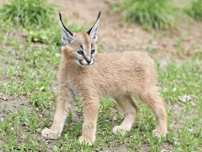 Caracal
