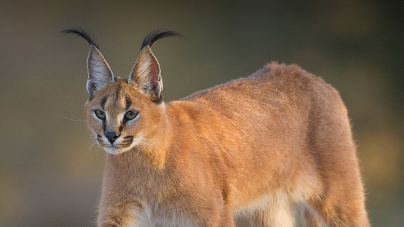 Caracals (Caracal caracal) – Africa and Asia