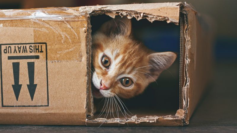 Cardboard Boxes