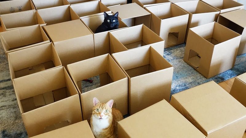 Cardboard Maze