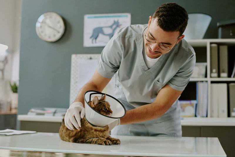 Careers Shifting Toward Feline Fields