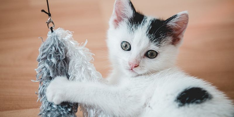 Carrying or Gathering Toys