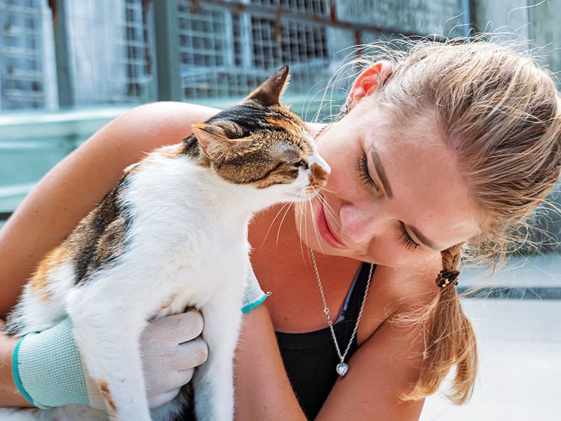 Cat Adoption Rates Soaring Among Young Adults