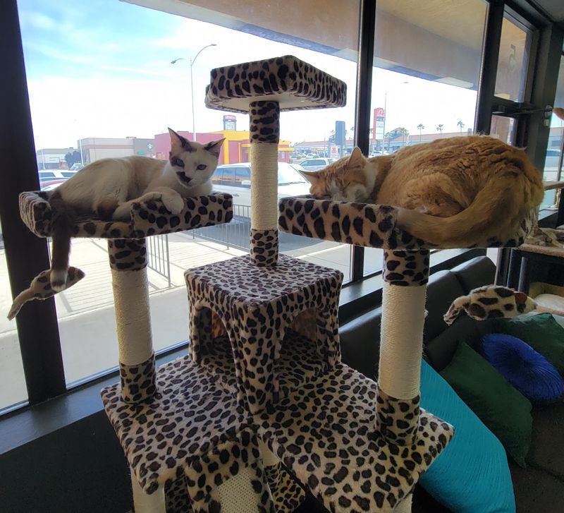 Cat Cafés as Social Hotspots