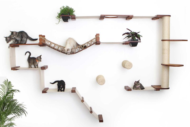 Cat Climbing Wall