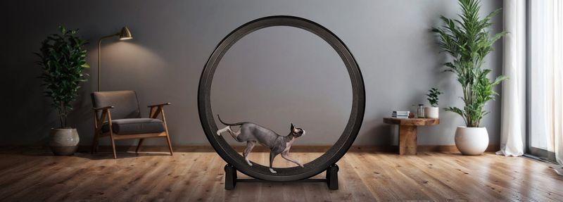Cat Exercise Wheel
