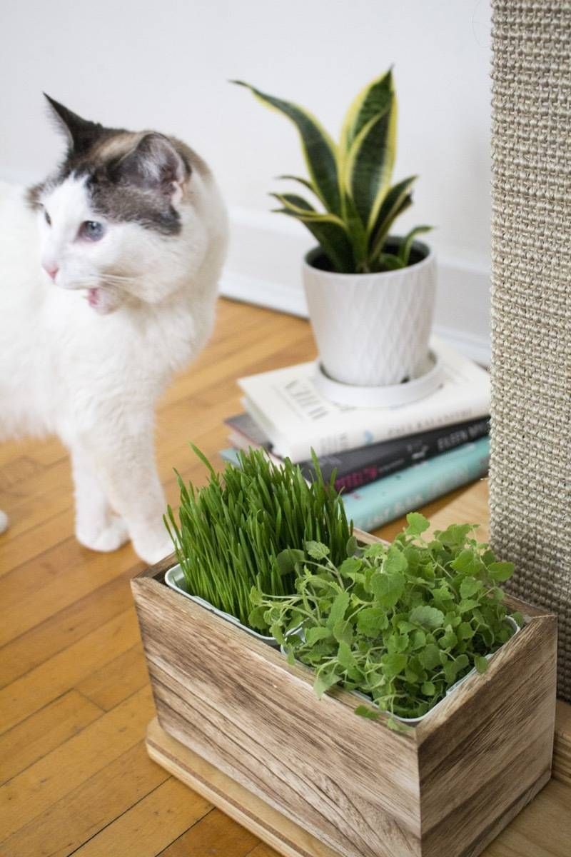 Cat Grass Planter