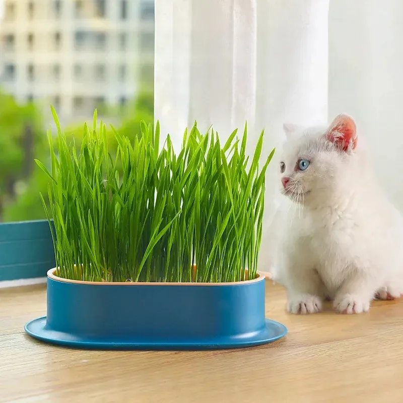 Cat Grass Planter