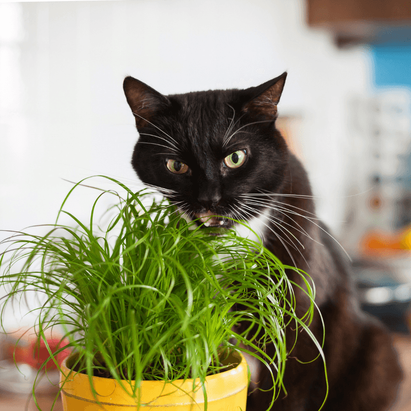 Cat Grass