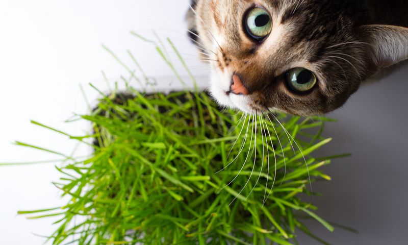 Cat-Safe Plant Garden