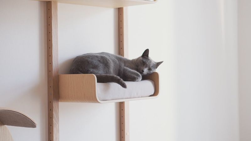 Cat Shelves and Wall Climbing Systems