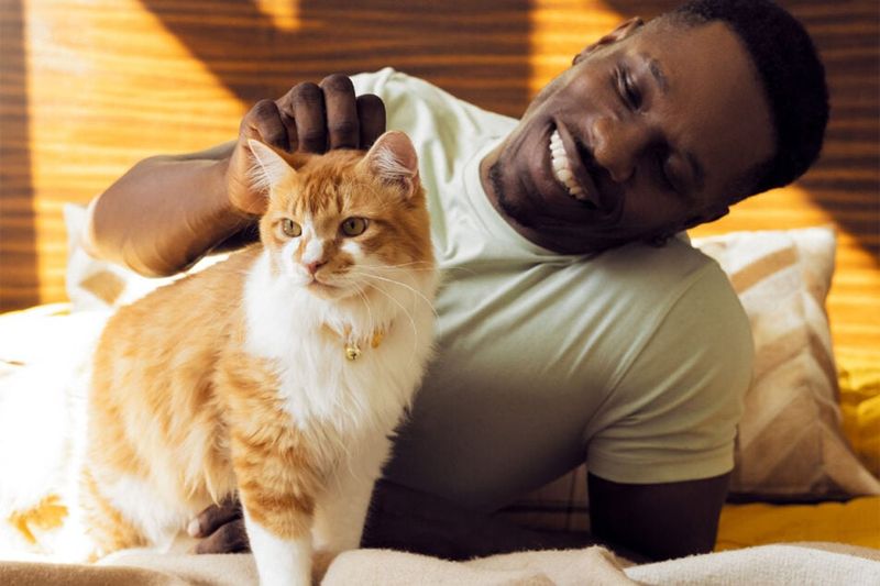 Cat-Sitting Networks Replace Babysitting Clubs