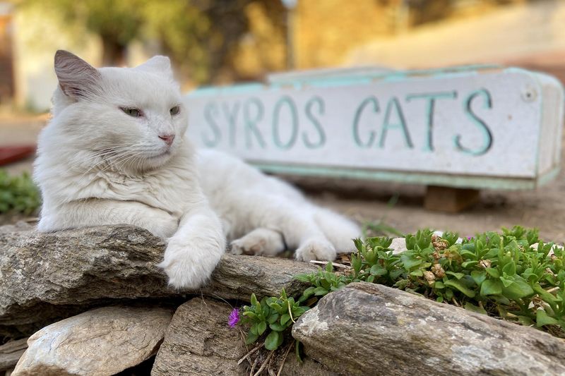 Cat-Themed Travel Planning
