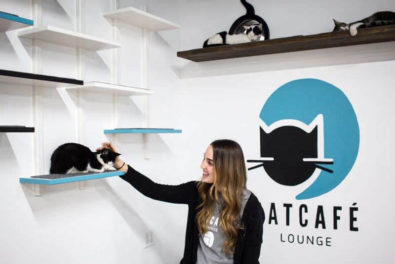 CatCafe Lounge – Los Angeles, CA