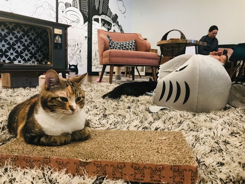 Catfeine Café – Nashville, TN